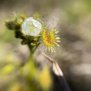 Drosera gunniana at Flynn, ACT - 23 Sep 2021