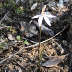 Caladenia fuscata (Dusky Fingers) at Aranda, ACT - 23 Sep 2021 by KMcCue