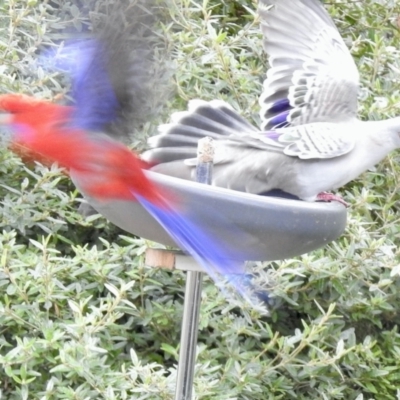 Ocyphaps lophotes (Crested Pigeon) at Aranda, ACT - 23 Sep 2021 by KMcCue