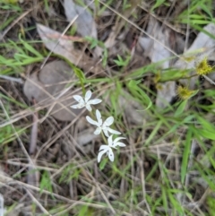 Wurmbea dioica subsp. dioica (Early Nancy) at WREN Reserves - 23 Sep 2021 by ChrisAllen