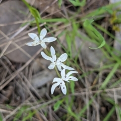 Wurmbea dioica subsp. dioica at Castle Creek, VIC - 23 Sep 2021