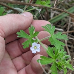 Geranium solanderi var. solanderi (Native Geranium) at Castle Creek, VIC - 23 Sep 2021 by ChrisAllen