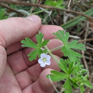 Geranium solanderi var. solanderi at Castle Creek, VIC - 23 Sep 2021