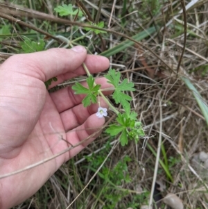 Geranium solanderi var. solanderi at Castle Creek, VIC - 23 Sep 2021