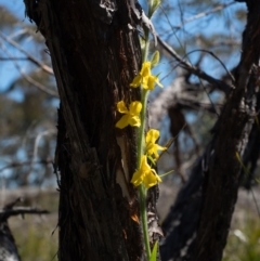 Goodenia stelligera (Wallum Goodenia) at Bundanoon, NSW - 23 Sep 2021 by Boobook38