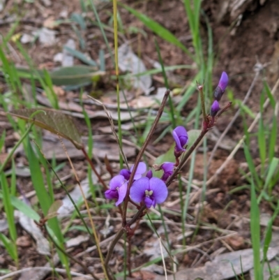 Hardenbergia violacea (False Sarsaparilla) at Wodonga - 23 Sep 2021 by ChrisAllen