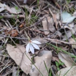 Caladenia fuscata at Splitters Creek, NSW - suppressed