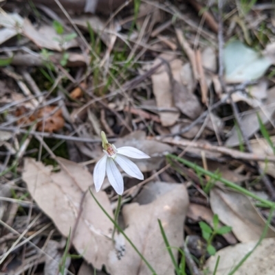 Caladenia fuscata (Dusky Fingers) at Splitters Creek, NSW - 23 Sep 2021 by Darcy