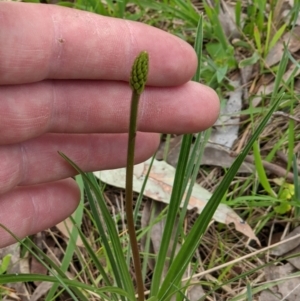 Bulbine sp. at Wodonga, VIC - 23 Sep 2021 02:21 PM