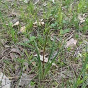 Bulbine sp. at Wodonga, VIC - 23 Sep 2021 02:21 PM