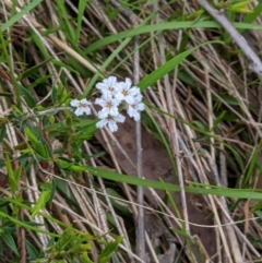 Leucopogon virgatus (Common Beard-heath) at Wodonga - 23 Sep 2021 by ChrisAllen