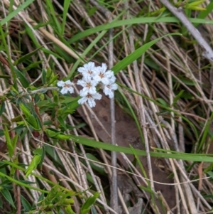 Leucopogon virgatus at Wodonga, VIC - 23 Sep 2021