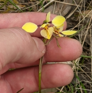 Diuris sp. (hybrid) at Wodonga, VIC - 23 Sep 2021