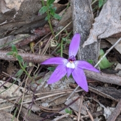 Glossodia major (Wax Lip Orchid) at Nail Can Hill - 22 Sep 2021 by Darcy