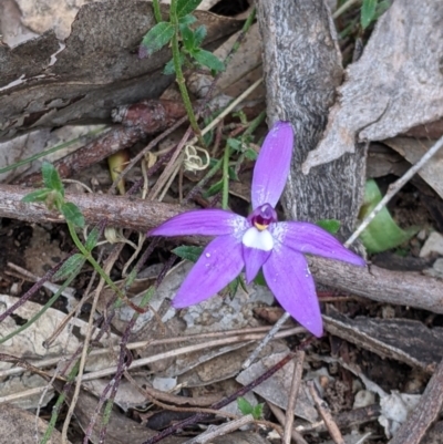 Glossodia major (Wax Lip Orchid) at Splitters Creek, NSW - 22 Sep 2021 by Darcy