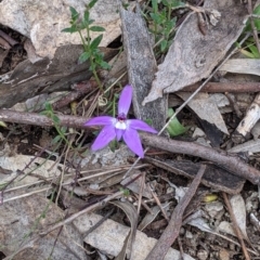 Glossodia major at Splitters Creek, NSW - 23 Sep 2021