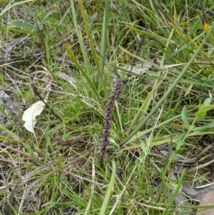 Lomandra multiflora at Castle Creek, VIC - 23 Sep 2021