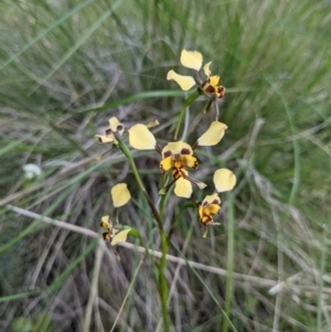 Diuris pardina at Wodonga, VIC - suppressed