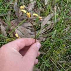 Diuris pardina at Wodonga, VIC - 23 Sep 2021