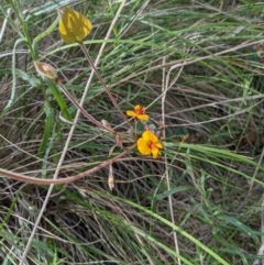 Platylobium formosum (Handsome Flat Pea) at WREN Reserves - 23 Sep 2021 by ChrisAllen