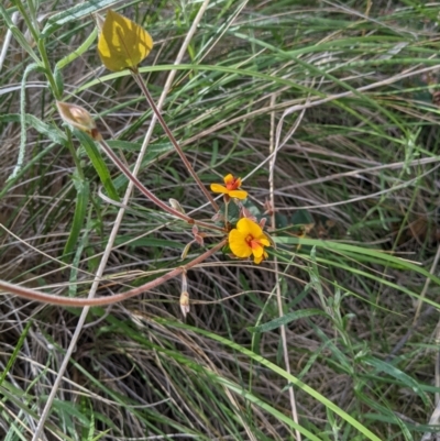 Platylobium formosum (Handsome Flat Pea) at Wodonga - 23 Sep 2021 by ChrisAllen