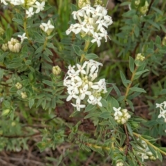 Pimelea humilis (Common Rice-flower) at WREN Reserves - 23 Sep 2021 by ChrisAllen