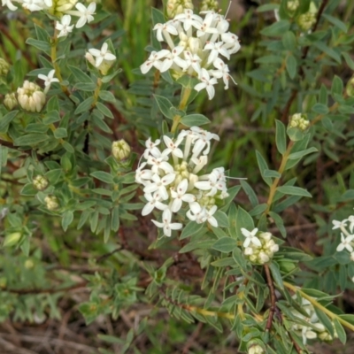 Pimelea humilis (Common Rice-flower) at Wodonga - 23 Sep 2021 by ChrisAllen