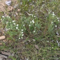 Pimelea humilis at Wodonga, VIC - 23 Sep 2021 02:04 PM