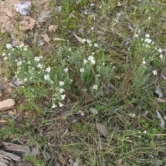 Pimelea humilis at Wodonga, VIC - 23 Sep 2021