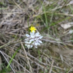 Wurmbea dioica subsp. dioica (Early Nancy) at Wodonga - 23 Sep 2021 by ChrisAllen