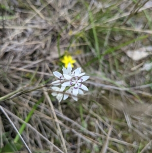 Wurmbea dioica subsp. dioica at Wodonga, VIC - 23 Sep 2021