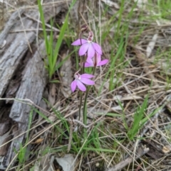 Caladenia carnea (Pink Fingers) at Wodonga - 23 Sep 2021 by ChrisAllen