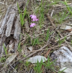 Caladenia carnea at Wodonga, VIC - suppressed