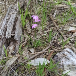 Caladenia carnea at Wodonga, VIC - suppressed