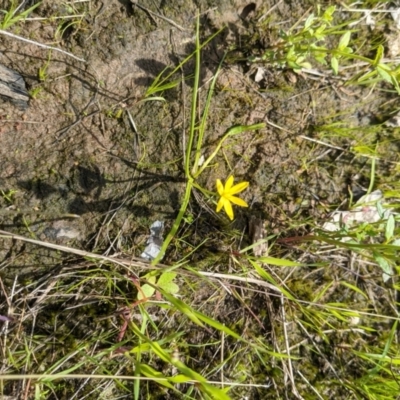 Pauridia vaginata (Yellow Star) at Wodonga - 23 Sep 2021 by ChrisAllen