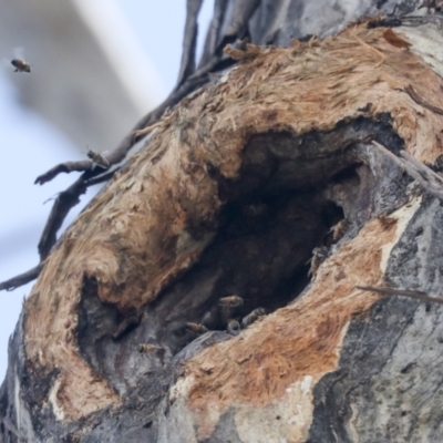 Apis mellifera (European honey bee) at Gossan Hill - 23 Sep 2021 by AlisonMilton