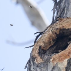 Apis mellifera at Bruce, ACT - 23 Sep 2021