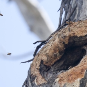 Apis mellifera at Bruce, ACT - 23 Sep 2021