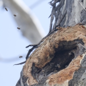 Apis mellifera at Bruce, ACT - 23 Sep 2021