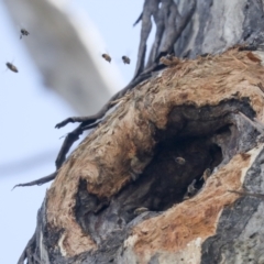 Apis mellifera at Bruce, ACT - 23 Sep 2021 12:25 PM