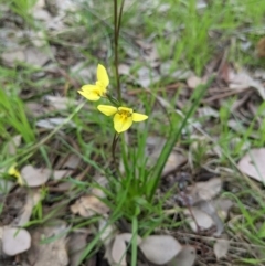 Diuris chryseopsis (Golden Moth) at WREN Reserves - 23 Sep 2021 by ChrisAllen