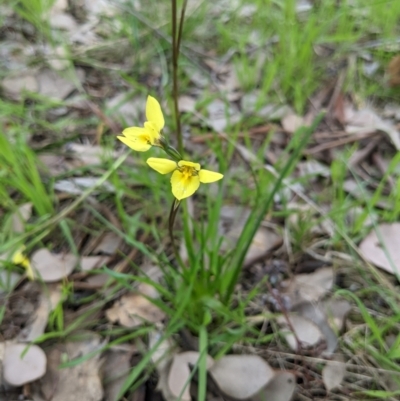 Diuris chryseopsis (Golden Moth) at Castle Creek, VIC - 23 Sep 2021 by ChrisAllen