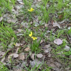 Diuris chryseopsis at Castle Creek, VIC - suppressed