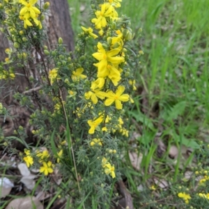 Hibbertia riparia at Castle Creek, VIC - 23 Sep 2021 01:54 PM