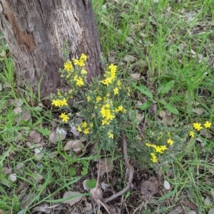 Hibbertia riparia at Castle Creek, VIC - 23 Sep 2021 01:54 PM