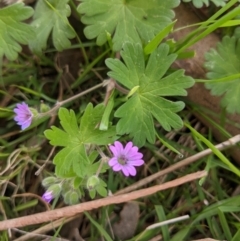 Geranium molle subsp. molle (Cranesbill Geranium) at Felltimber Creek NCR - 23 Sep 2021 by ChrisAllen