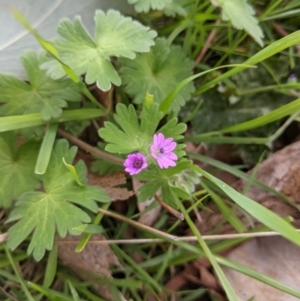 Geranium molle subsp. molle at West Wodonga, VIC - 23 Sep 2021 10:24 AM