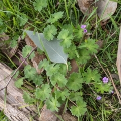 Geranium molle subsp. molle at West Wodonga, VIC - 23 Sep 2021 10:24 AM