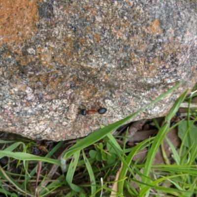 Camponotus sp. at Felltimber Creek NCR - 23 Sep 2021 by ChrisAllen