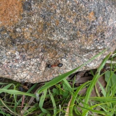 Camponotus nigriceps (Black-headed sugar ant) at West Wodonga, VIC - 23 Sep 2021 by ChrisAllen